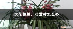 大花蕙兰叶尖枯黄 大花蕙兰叶芯发黄怎么办