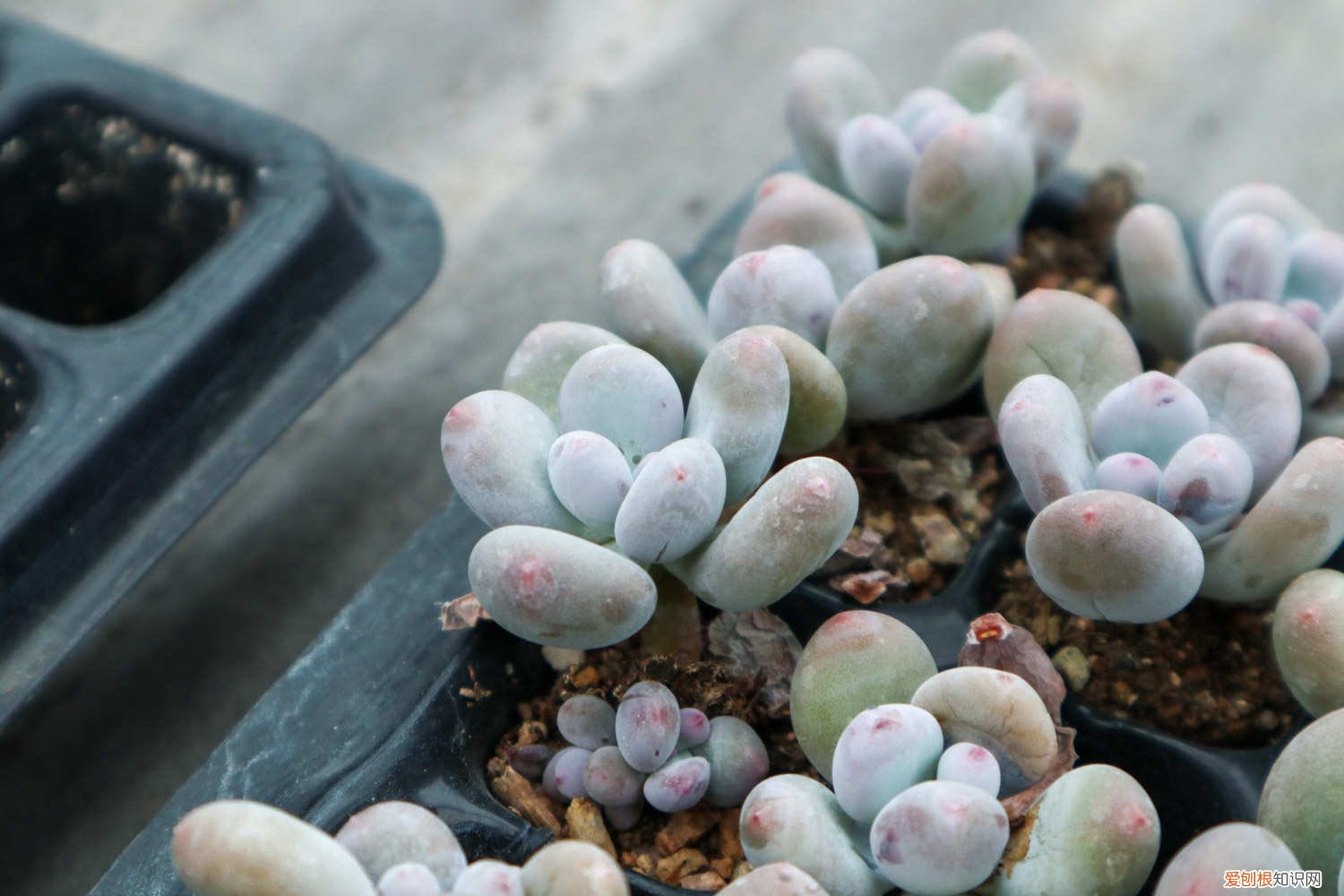 桃美人叶片开裂 桃美人叶子干瘪怎么办