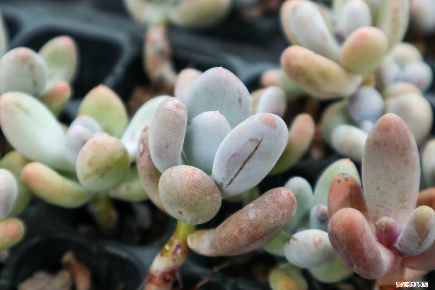 桃美人叶片开裂 桃美人叶子干瘪怎么办