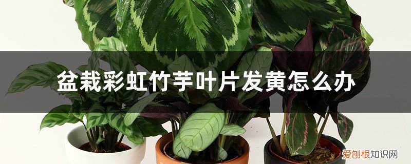 盆栽彩虹竹芋叶片发黄怎么办视频 盆栽彩虹竹芋叶片发黄怎么办