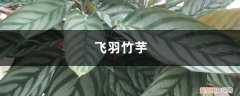 飞羽竹芋黄叶怎么回事 飞羽竹芋叶子黄了怎么办？这样做叶片绿如油！