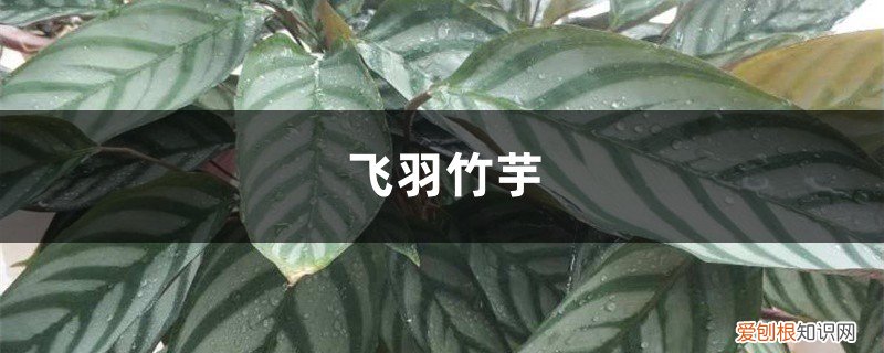飞羽竹芋黄叶怎么回事 飞羽竹芋叶子黄了怎么办？这样做叶片绿如油！