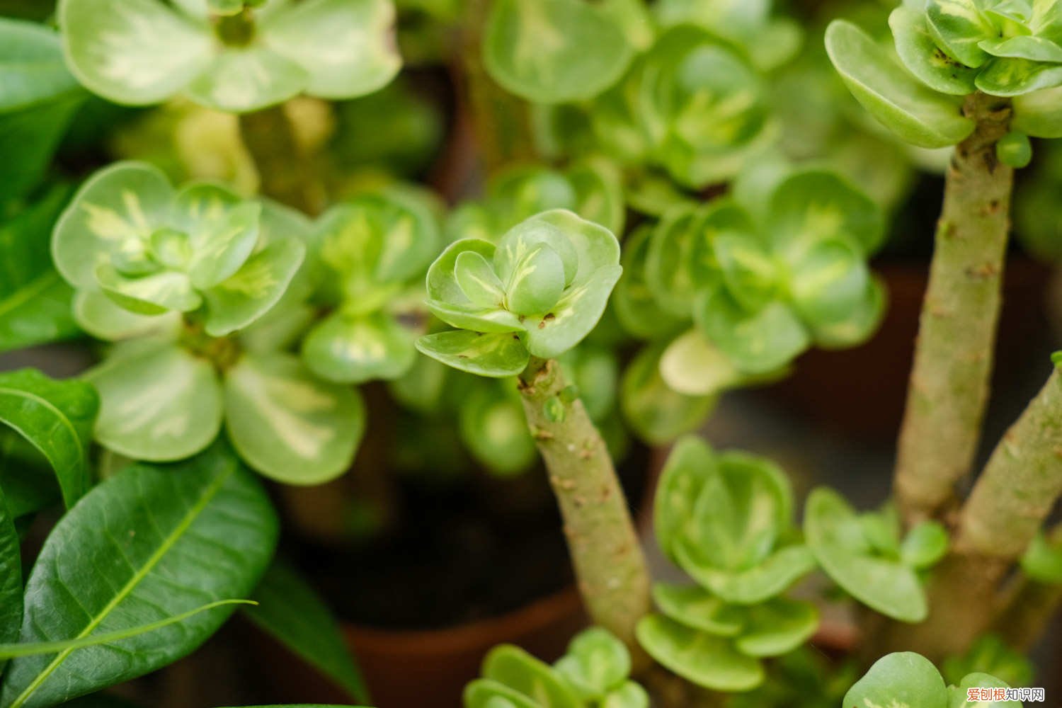 金钱木出现黄叶怎么办 金钱木叶子发黄变软怎么办