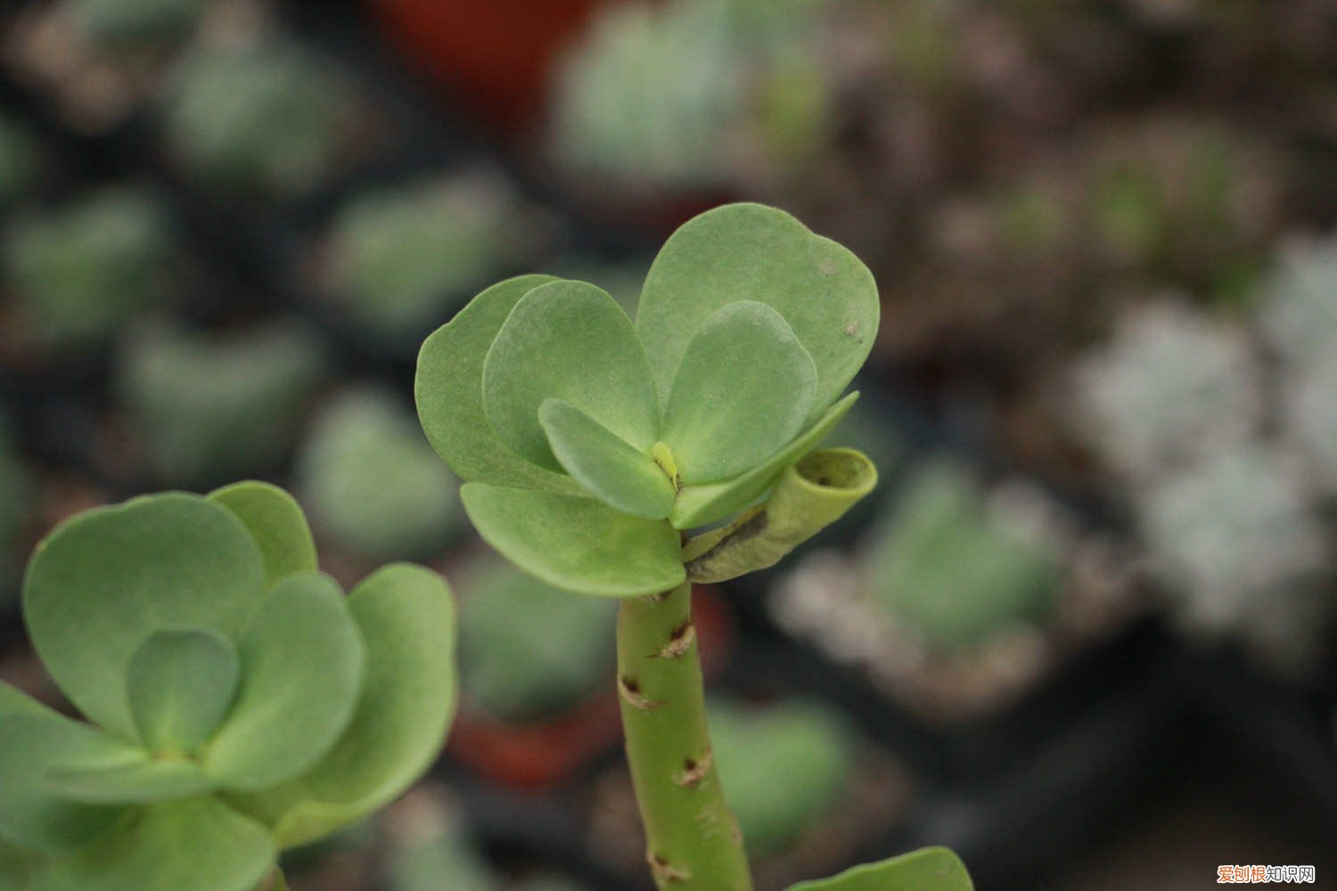 金钱木出现黄叶怎么办 金钱木叶子发黄变软怎么办