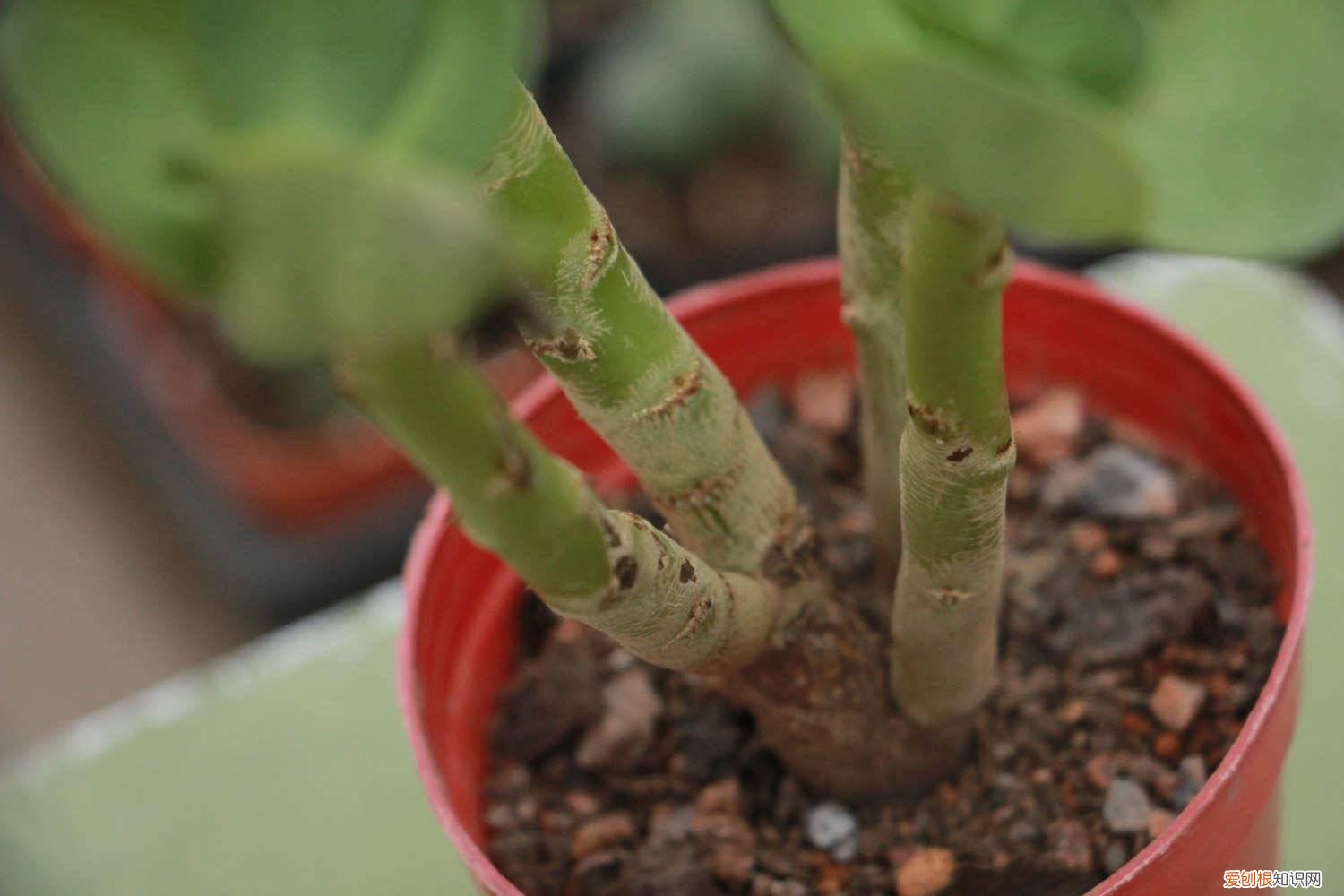 金钱木出现黄叶怎么办 金钱木叶子发黄变软怎么办