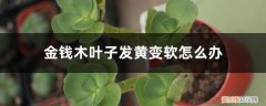 金钱木出现黄叶怎么办 金钱木叶子发黄变软怎么办