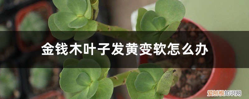 金钱木出现黄叶怎么办 金钱木叶子发黄变软怎么办