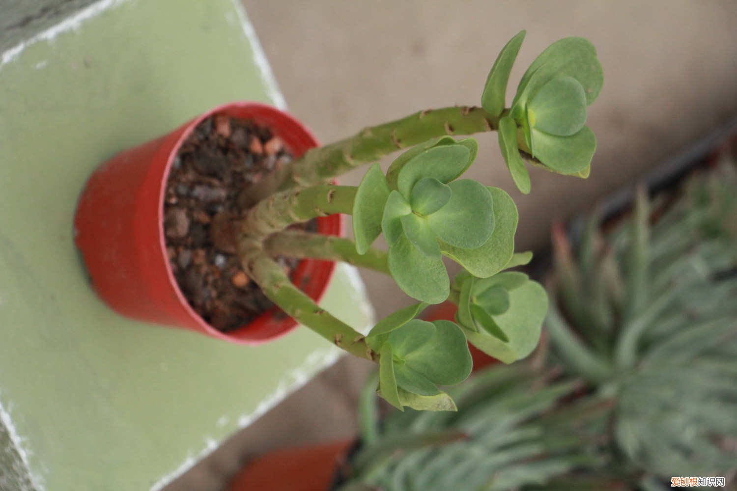 金钱木叶子干落怎么办 金钱木掉叶子怎么办