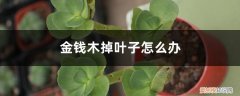 金钱木叶子干落怎么办 金钱木掉叶子怎么办
