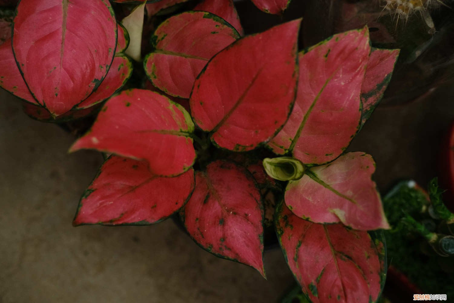 如意皇后黄叶了怎么办 如意皇后叶片发黄怎么办