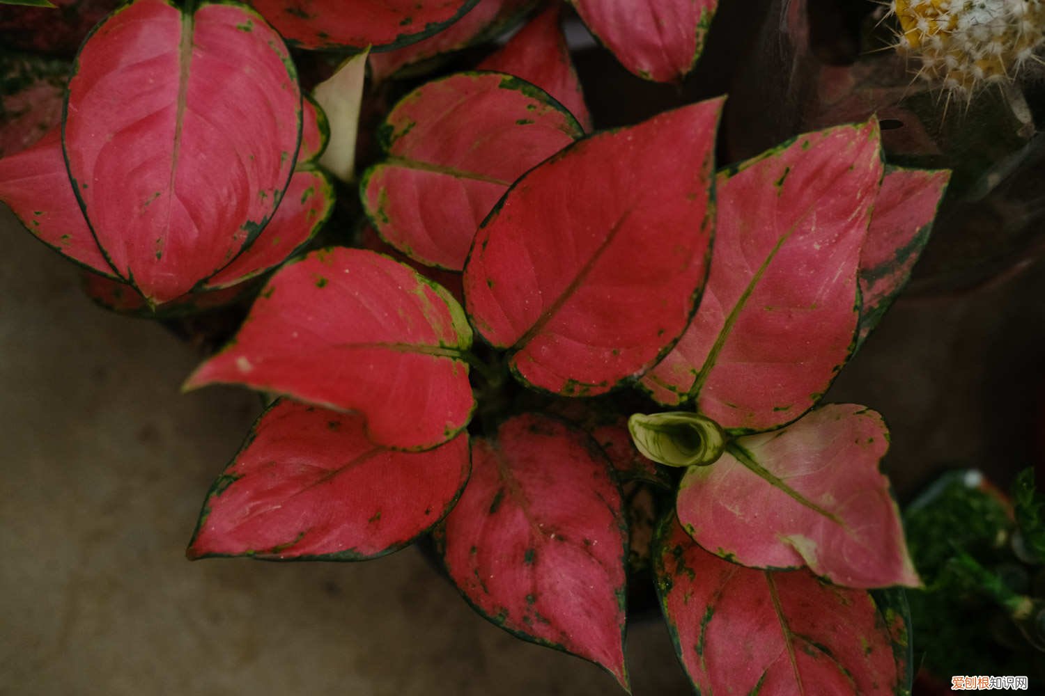 如意皇后黄叶了怎么办 如意皇后叶片发黄怎么办