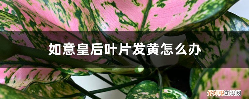 如意皇后黄叶了怎么办 如意皇后叶片发黄怎么办