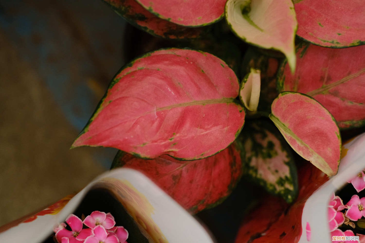 如意皇后黄叶了怎么办 如意皇后叶片发黄怎么办