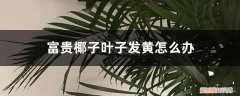 富贵椰树叶子变黄了 富贵椰子叶子发黄怎么办