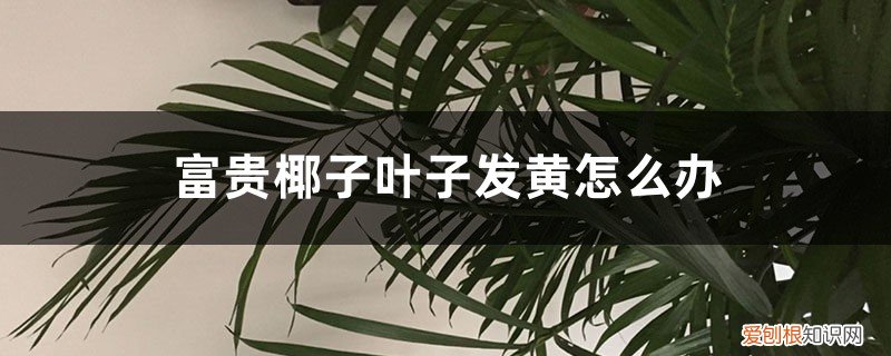 富贵椰树叶子变黄了 富贵椰子叶子发黄怎么办