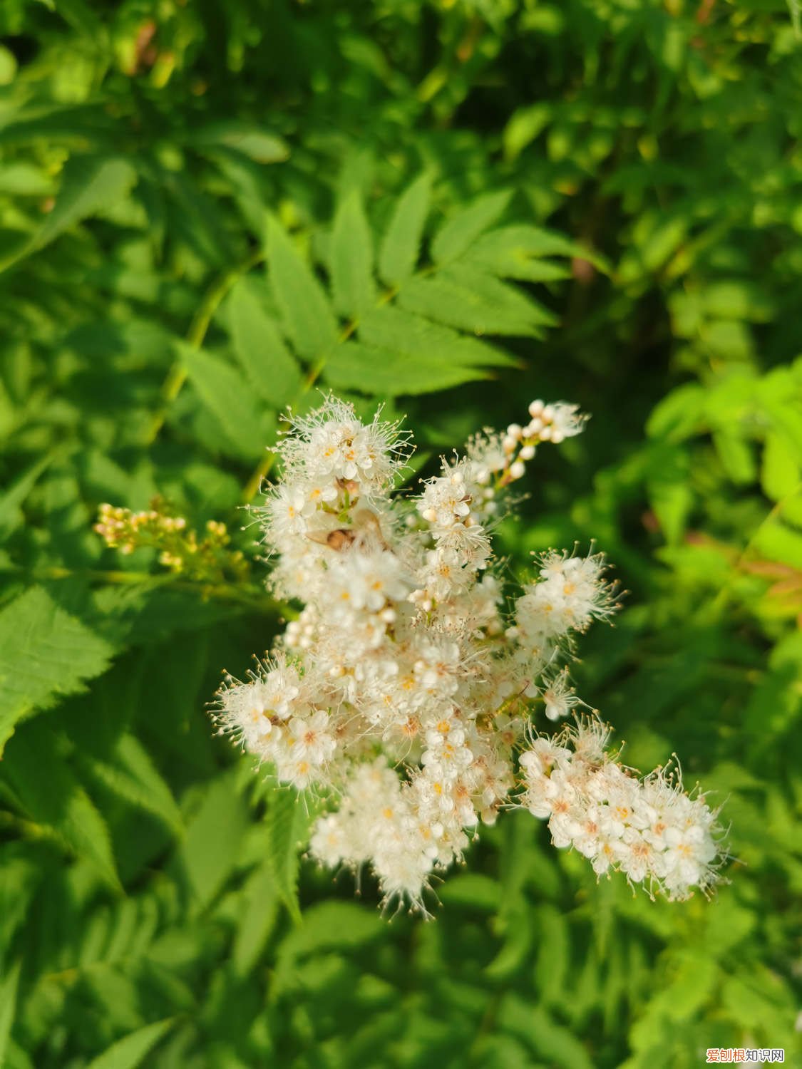 珍珠梅掉叶子怎么办呢 珍珠梅掉叶子怎么办