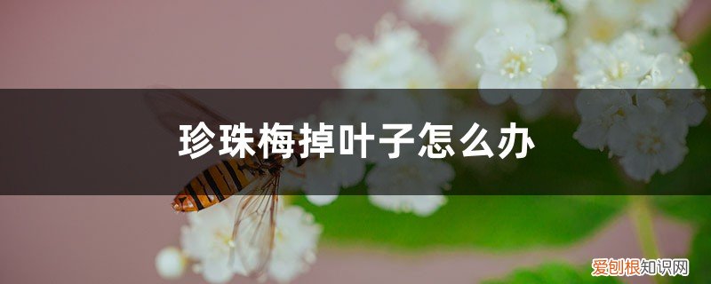 珍珠梅掉叶子怎么办呢 珍珠梅掉叶子怎么办