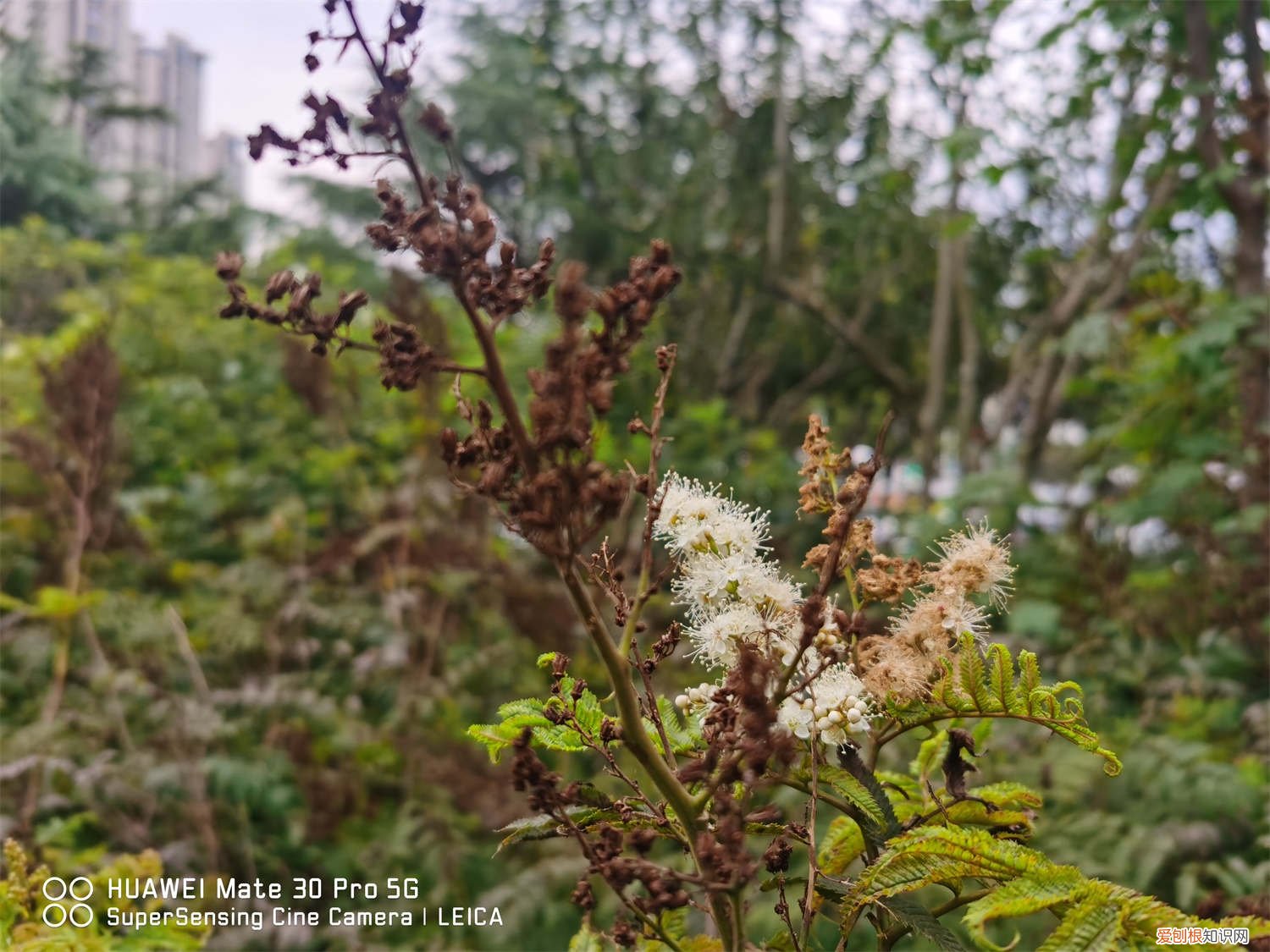 珍珠梅掉叶子怎么办呢 珍珠梅掉叶子怎么办