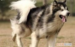 阿拉斯加智力等于几岁 阿拉斯加智商等于3～4岁