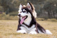 阿拉斯加皮肤病怎么治 阿拉斯加皮肤病治疗