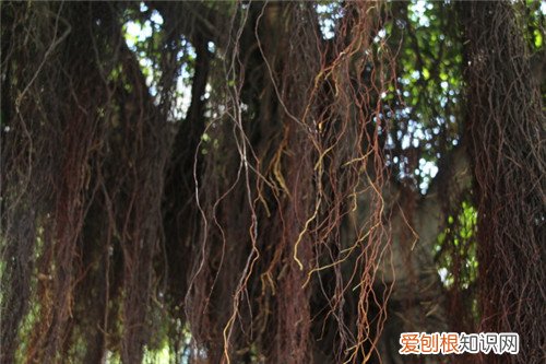 关于榕树的资料你知道多少 榕树掉叶子是怎么了