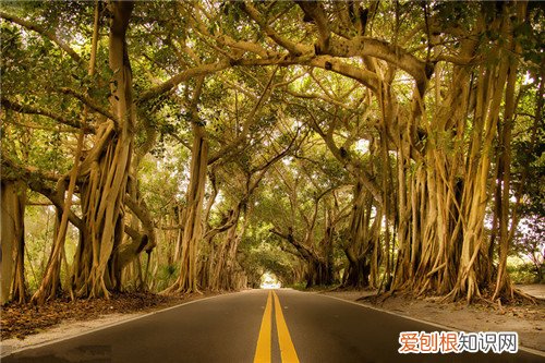 关于榕树的资料你知道多少 榕树掉叶子是怎么了