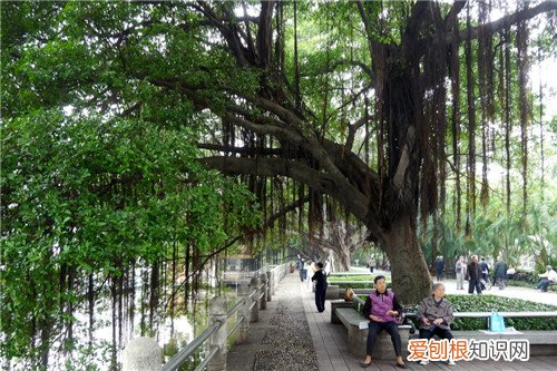 关于榕树的资料你知道多少 榕树掉叶子是怎么了