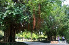 关于榕树的资料你知道多少 榕树掉叶子是怎么了