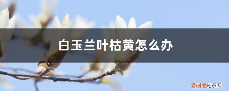 盆栽白玉兰叶子发黄枯萎怎么拯救 白玉兰叶枯黄怎么办