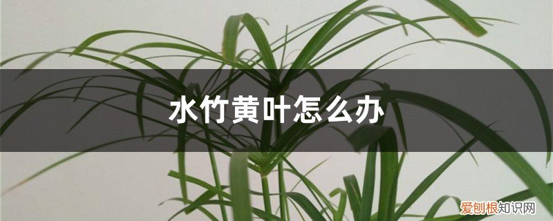 水竹发黄的叶子怎么处理 水竹黄叶怎么办