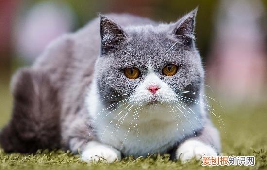 猫咪鼻子干是怎么回事儿? 猫咪鼻子干是怎么回事
