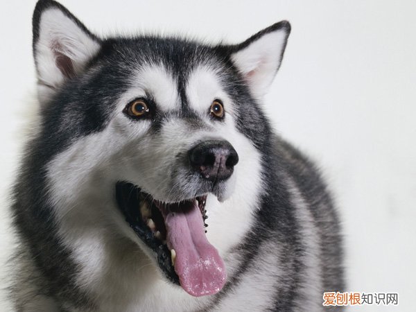 阿拉斯加多大可以生育 阿拉斯加一岁半后可以生育