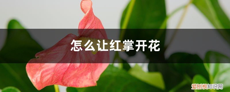 如何促进红掌开花 怎么让红掌开花,开花后怎么处理