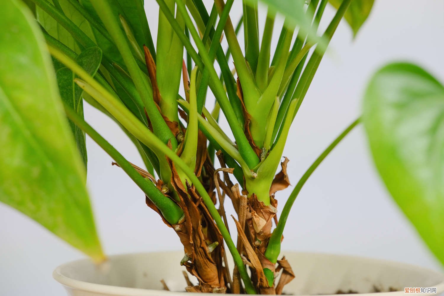 如何促进红掌开花 怎么让红掌开花,开花后怎么处理