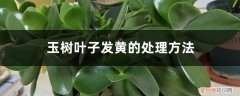 玉树叶子发黄发软怎么补救 玉树叶子发黄的处理方法