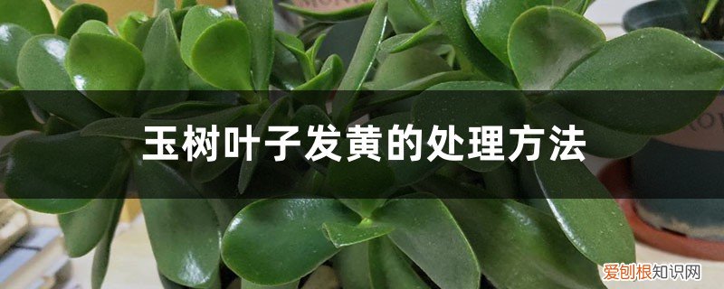玉树叶子发黄发软怎么补救 玉树叶子发黄的处理方法