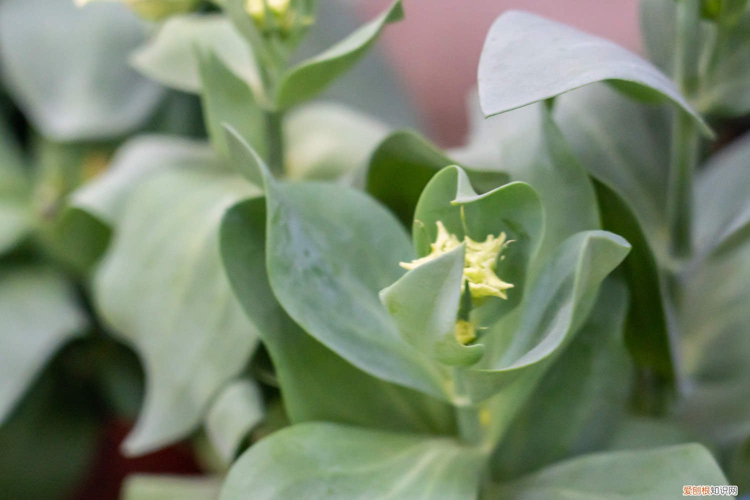 洋桔梗花叶子发黄 洋桔梗叶子发黄怎么办