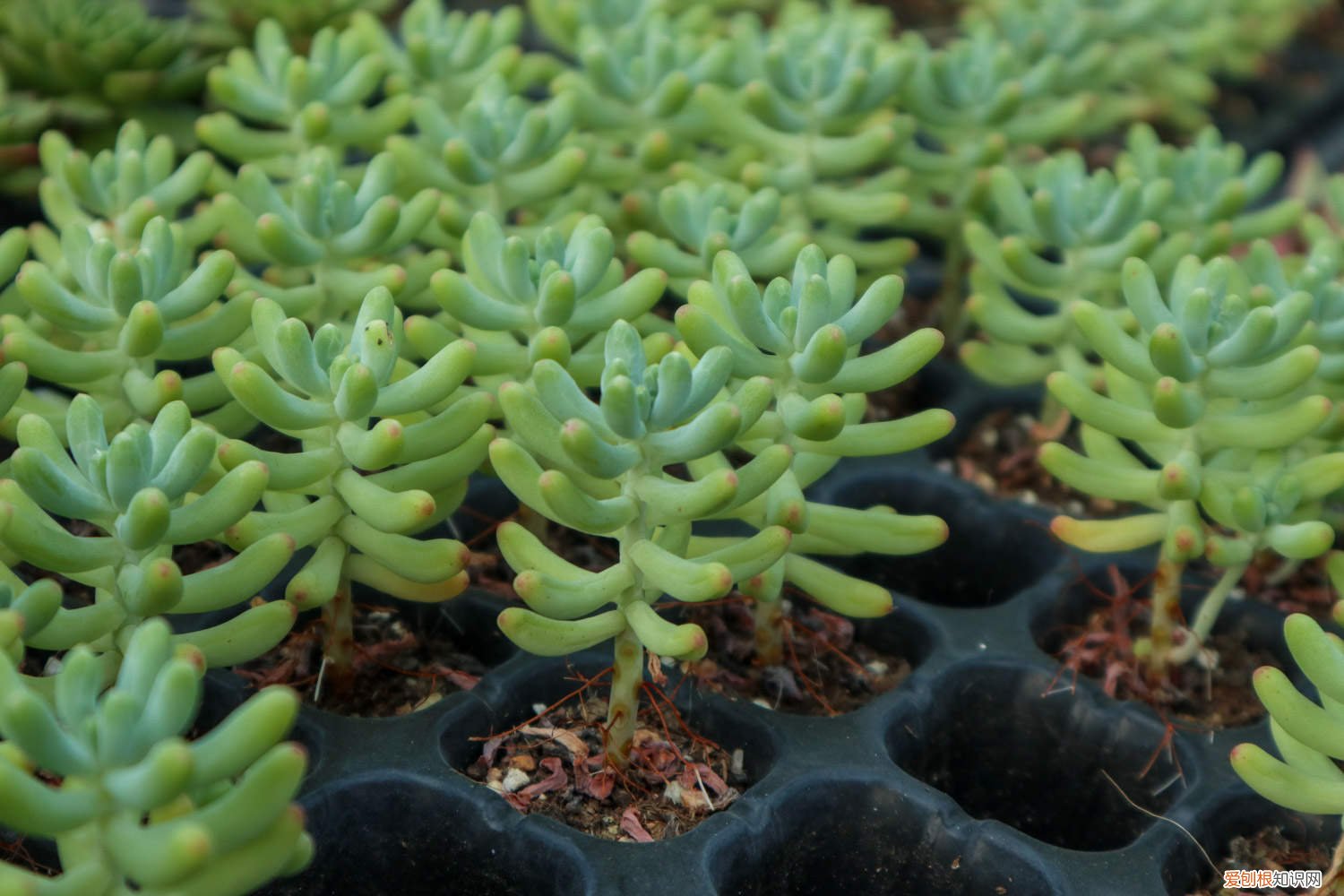 乙女心发白 乙女心变黄怎么办