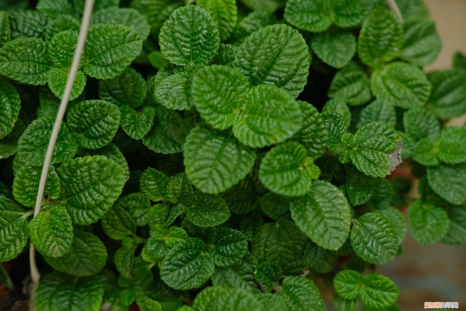 吸毒王花叶子黄怎么了 吸毒草叶子发黄怎么办