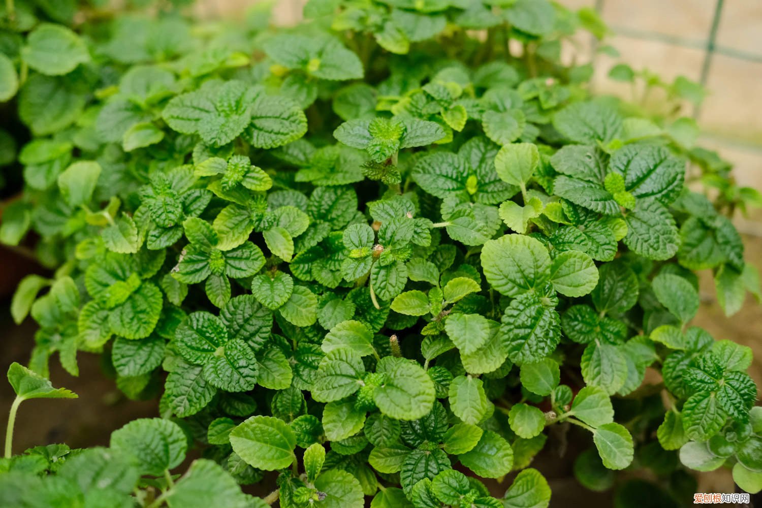 吸毒王花叶子黄怎么了 吸毒草叶子发黄怎么办