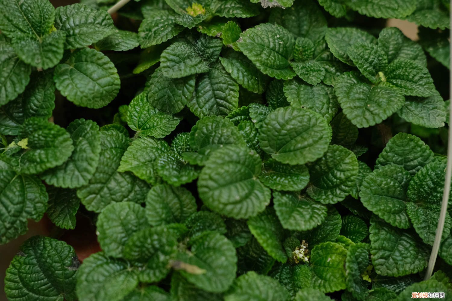 吸毒王花叶子黄怎么了 吸毒草叶子发黄怎么办