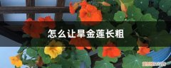 旱金莲长高了怎么修剪 怎么让旱金莲长粗，如何爆盆