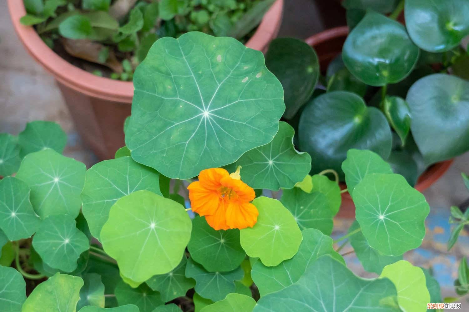 旱金莲长高了怎么修剪 怎么让旱金莲长粗,如何爆盆