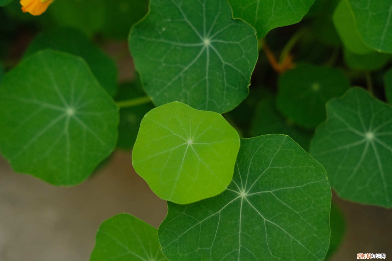 旱金莲长高了怎么修剪 怎么让旱金莲长粗,如何爆盆