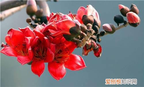 木棉花图片欣赏 木棉花的价值有哪些
