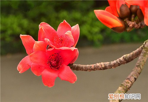木棉花图片欣赏 木棉花的价值有哪些