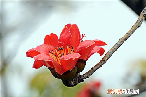 木棉花图片欣赏 木棉花的价值有哪些