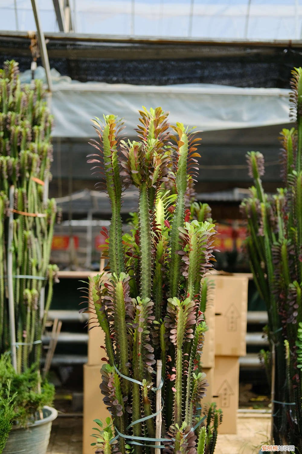 龙骨花叶子发黄怎么办用什么药 龙骨花叶子发黄怎么办