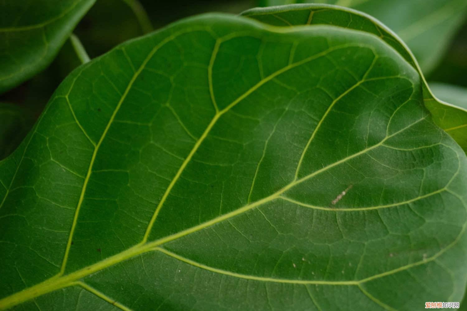 琴叶榕掉叶子发黄 琴叶榕黄叶枯萎怎么办