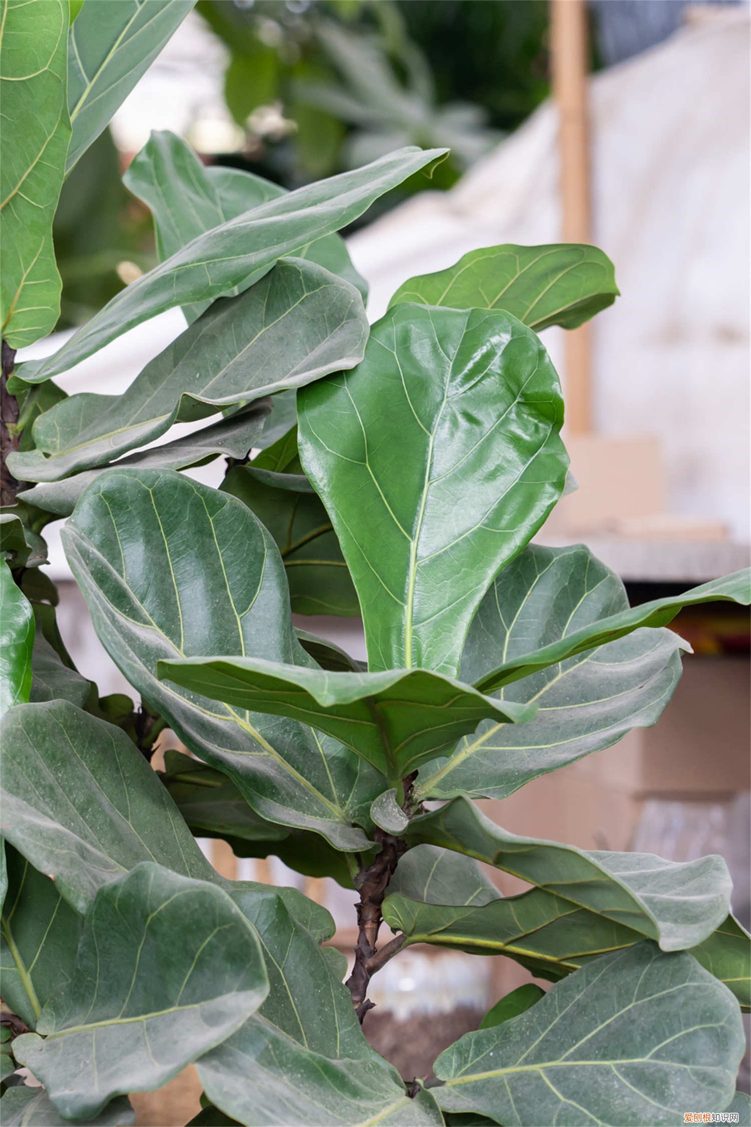 琴叶榕掉叶子发黄 琴叶榕黄叶枯萎怎么办